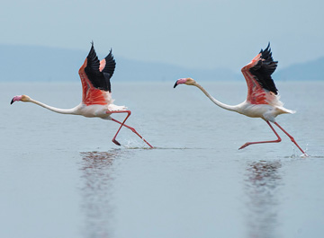 Bird watching safaris in kenya's parks and lakes