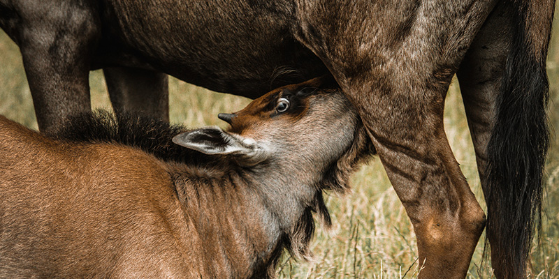 Fascinating Facts about Africa's Wildlife