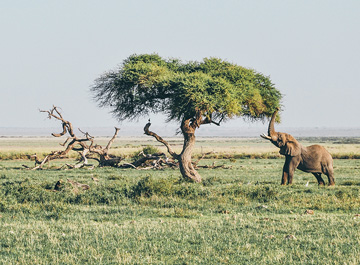 Kenya safari fam trip