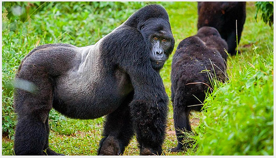 Gorilla Trekking Safaris