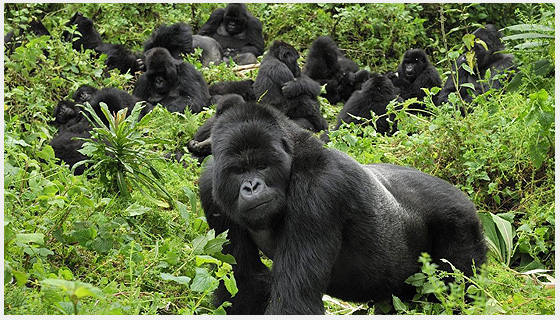 Gorilla Trekking Safaris