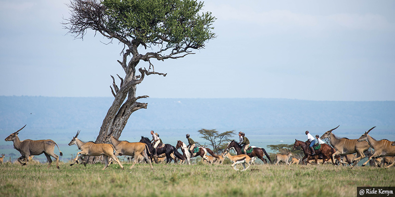 horse riding safaris