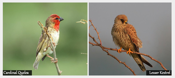 Bird watching safaris in kenya