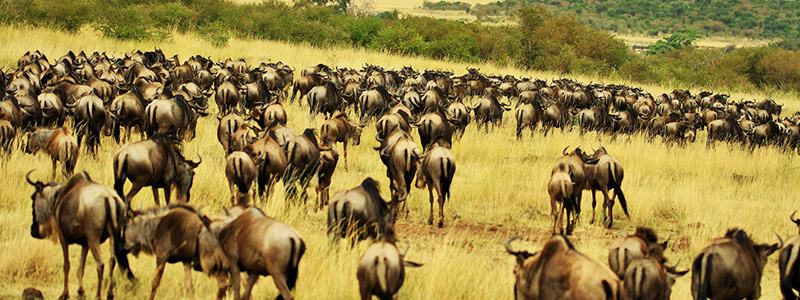 Wildebeest Migration