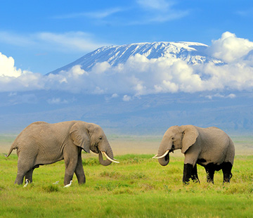 Migration Air Safari - Luxury Safaris