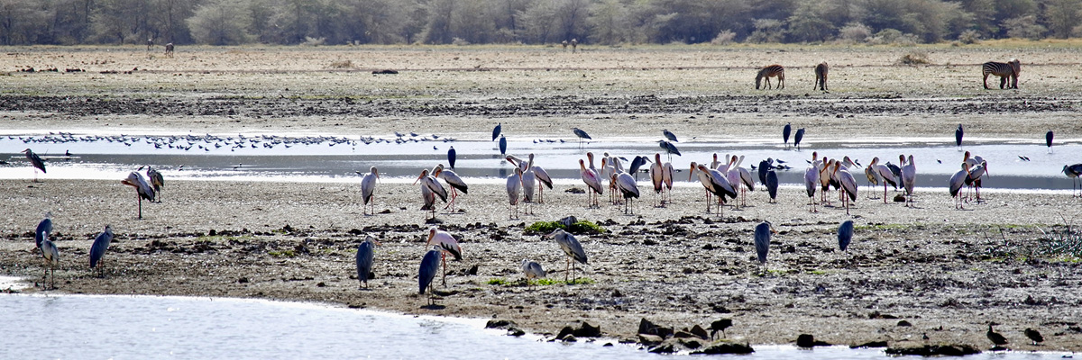 Lake Manyara National Park