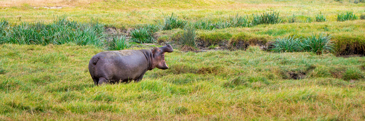 Ngorongoro Crater