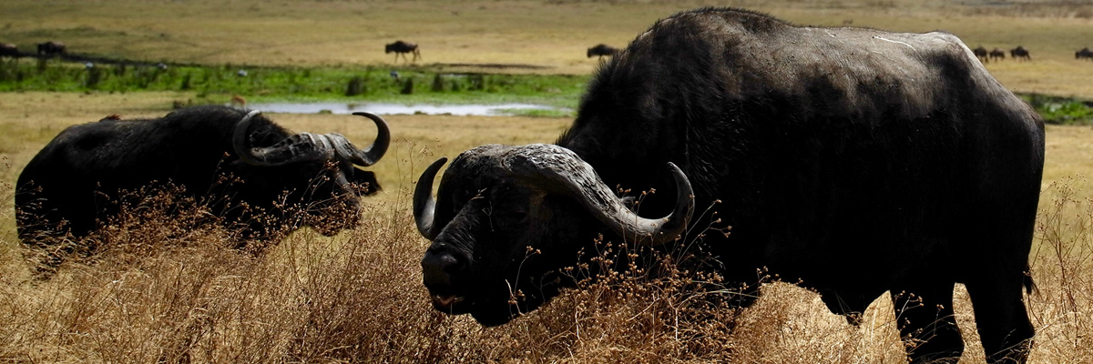 Ngorongoro Crater