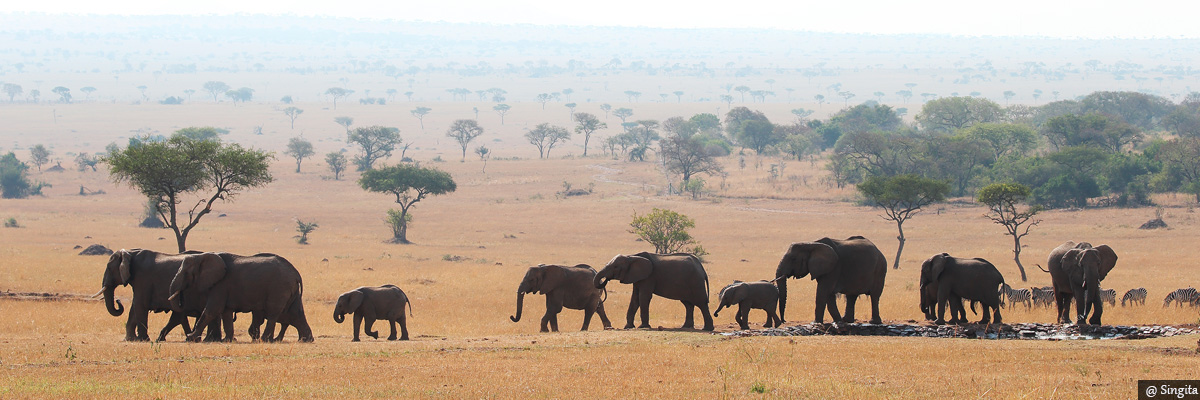 serengeti house - luxury safaris in kenya and tanzania