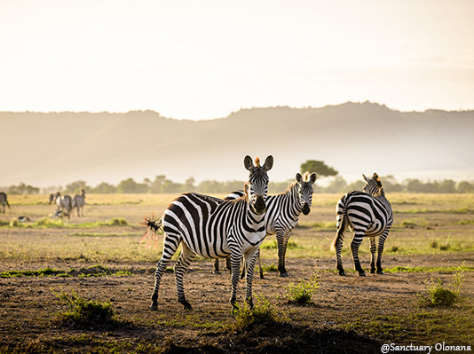 Luxury Safaris in Kenya and Tanzania