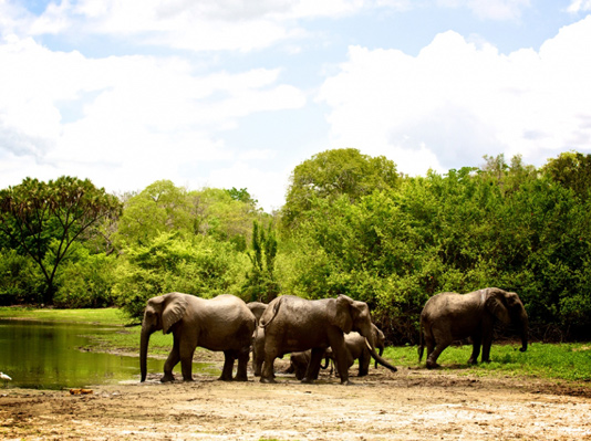 Selous National Park